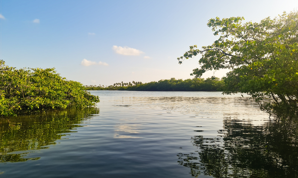 manglar-quintana-roo